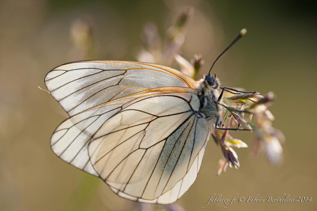 Papillon - La Macro avec ©FablaCox