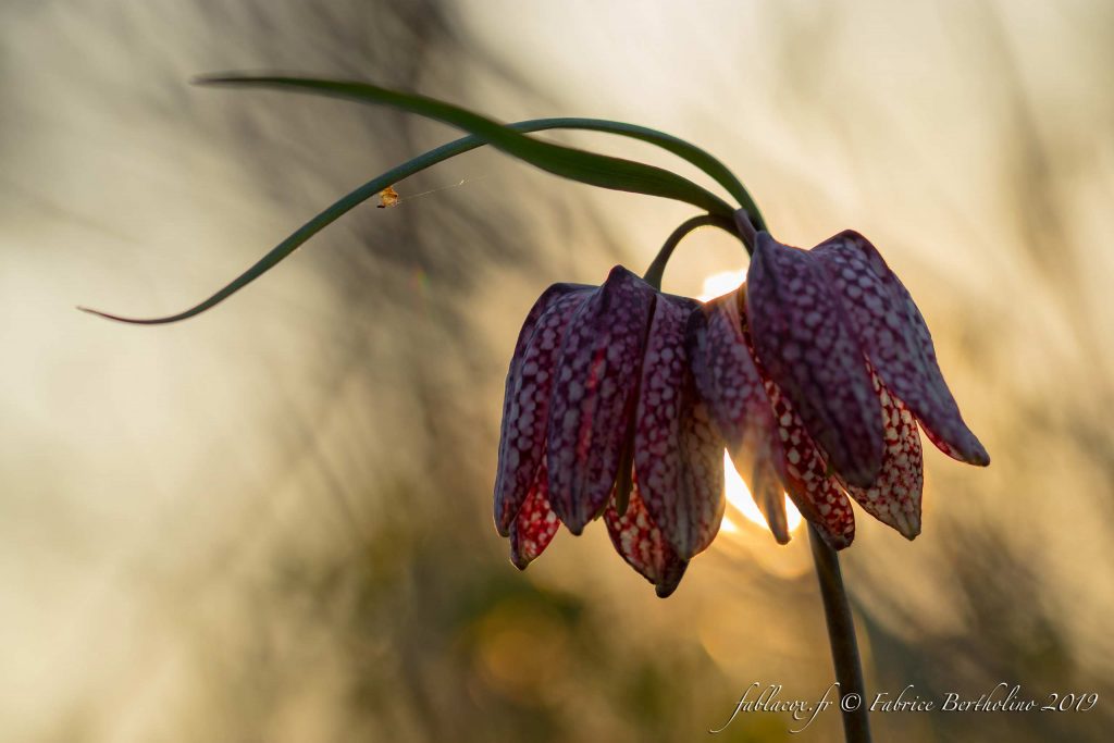Fleurs en contre-jour - La Macro avec ©FablaCox